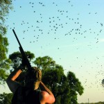 Dove hunt in Argentina