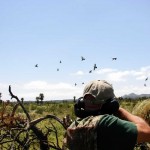 Dove hunt in Argentina