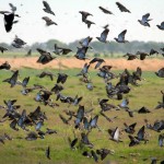 Dove hunting Argentina
