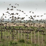 Dove hunting in Argentina