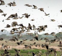 Hunting doves in Córdoba