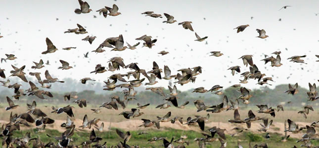 Hunting doves in Córdoba