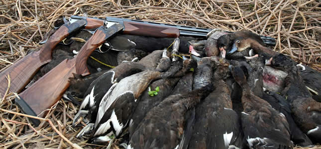 Duck hunting Argentina