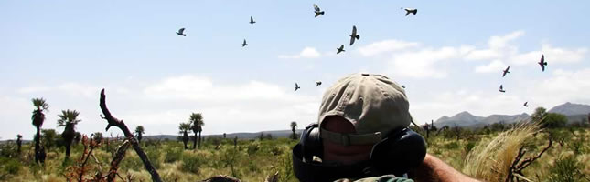 Dove hunting Argentina