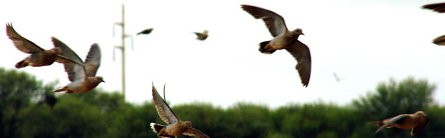 Dove hunting Cordoba