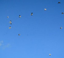 Dove hunting in Córdoba