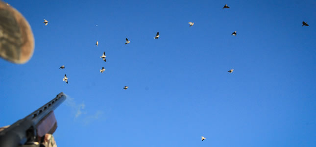 Dove hunting in Córdoba