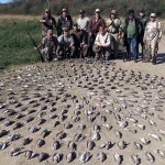Dove hunting in Argentina