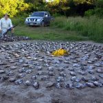 dove hunting in Argentina